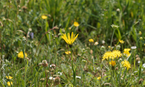 Tragopogon pratensis - Salsifis des prés ou Barbe-de-bouc aux fleurons ligulés en capitules solitaires dentelées jaune pâle sur tige dressée vert glabre