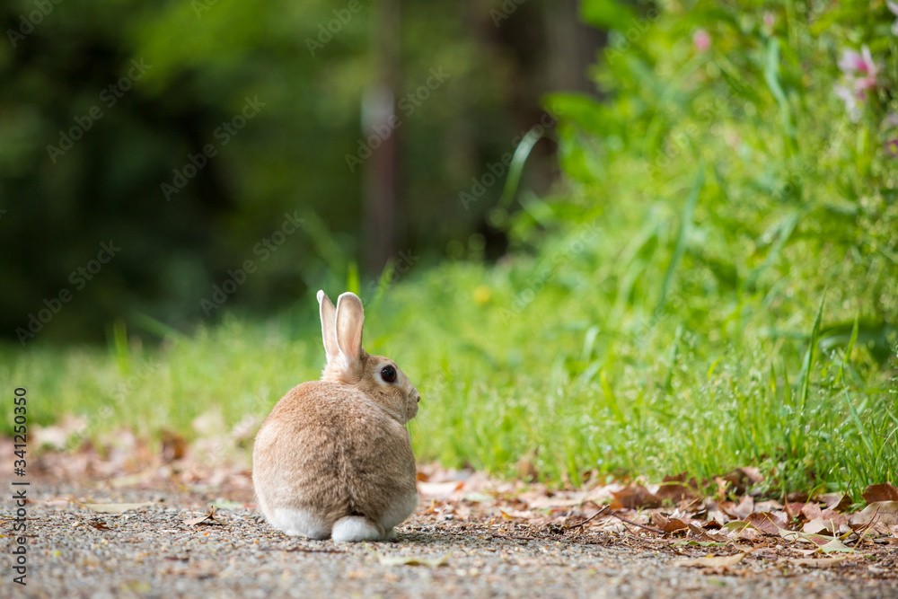 Fototapeta premium 春の公園で遊んでいる可愛いウサギ