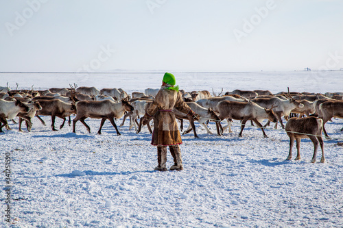 The extreme north, Yamal, pasture of Nenets in Tundra, reindeer helper catches deer