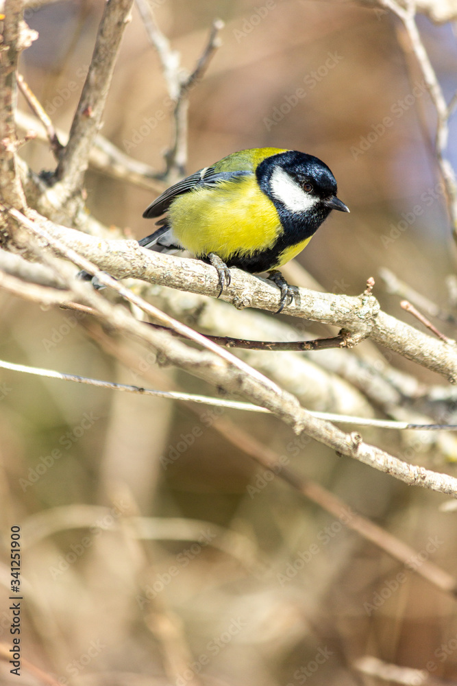 Obraz premium Close-up of a bird sitting on a branch in the forest. Yellow big tit.