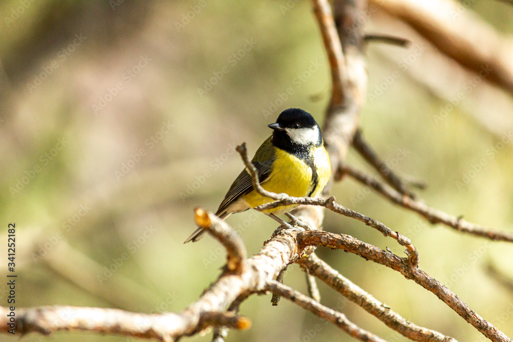 Fototapeta premium Close-up of a bird sitting on a branch in the forest. Yellow big tit.
