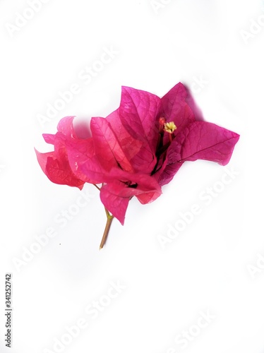 Bougainvillea flowers isolated on white background