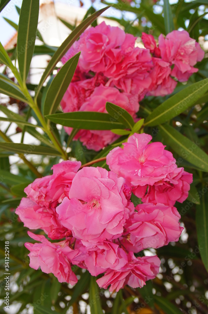 exotic flower growing in a botanical garden on the Spanish island of Tenerife on a summer warm sunny day