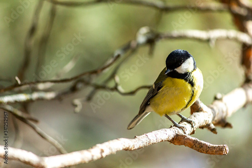 Close-up of a bird sitting on a branch in the forest. Yellow big tit.