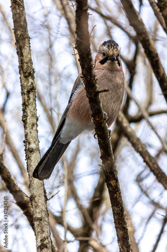 фотографія Close-up of a bird mockingjay.sitting on a branch in the forest.