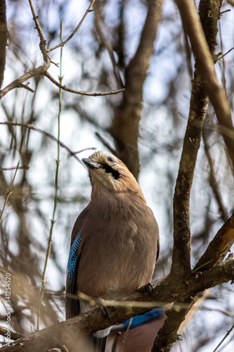 фотографія Close-up of a bird mockingjay.sitting on a branch in the forest.