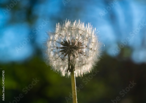 Pusteblume L  wenzahn Taraxacum sect. Ruderalia Gegenlicht Schirmchen Samen Wind Symbol Fliegen Fortspflanzung Sonne Details Makro Nahaufnahme Sauerland Kugel Flugschirme Bl  tenh  lle Kugel