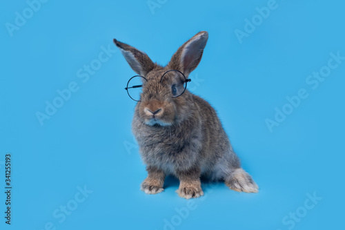 Cute baby rabbit, gray brown Easter wearing glasses on a blue background. Educational concept © Jaowfah