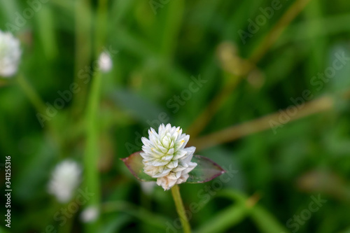 Closeup of white Grasses flower with green and blurred background
