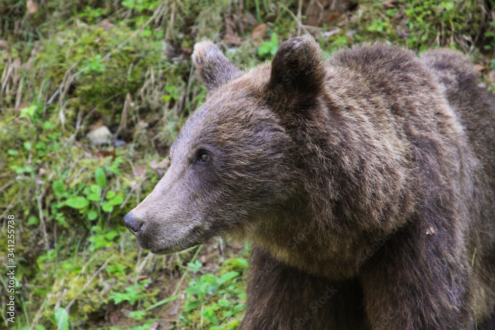 Brown bear in the wild in Transylvania, Romania