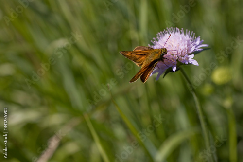 little brown butterfly sitting on the purple flower in the meadow on a summer day