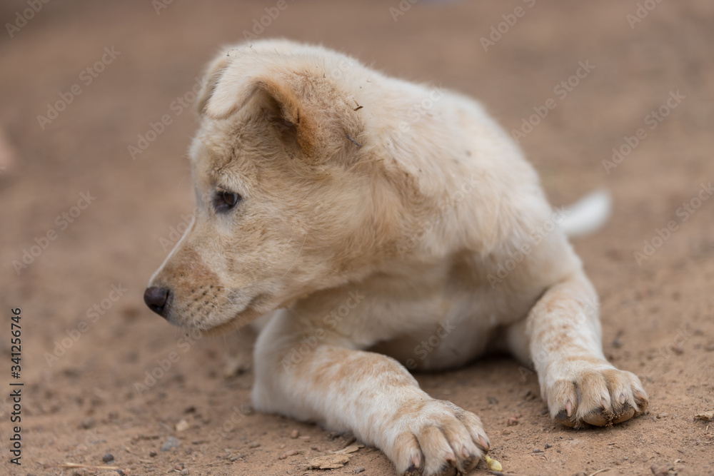 The puppy sleeps on the ground, waiting for the owner The puppy sleeps on the ground, waiting for the owner