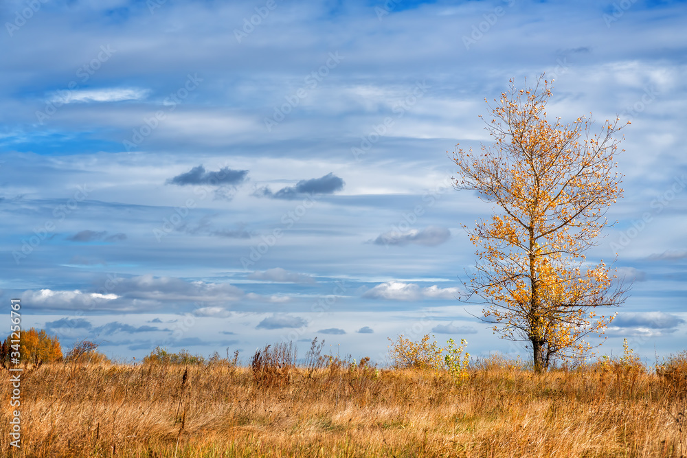 Tree with yellow leaves against blue cloudy sky Tree with yellow leaves against blue cloudy sky
