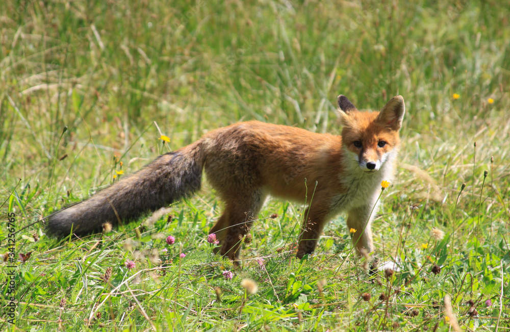Wild European red fox in nature Wild European red fox in nature