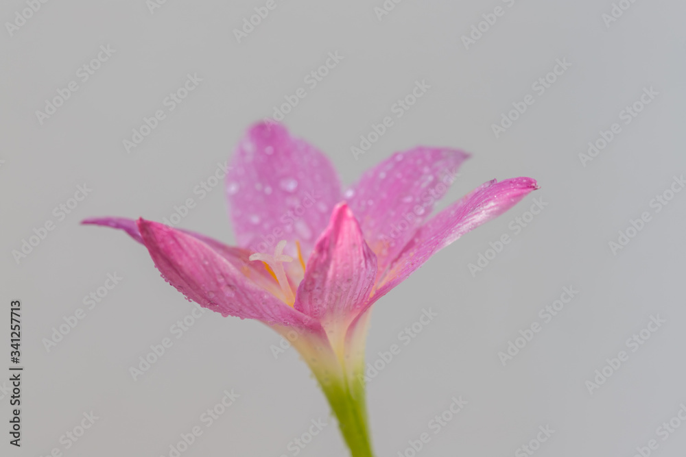The pink zephyranthes grandiflora flower has water drops along the petals The pink zephyranthes grandiflora flower has water drops along the petals
