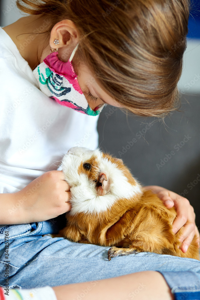 Little girl in mask playing with red guinea pig, cavy at home at sofa while in quarantine. Little girl in mask playing with red guinea pig, cavy at home at sofa while in quarantine.