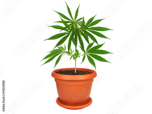 Cannabis plant in a pot isolated on white