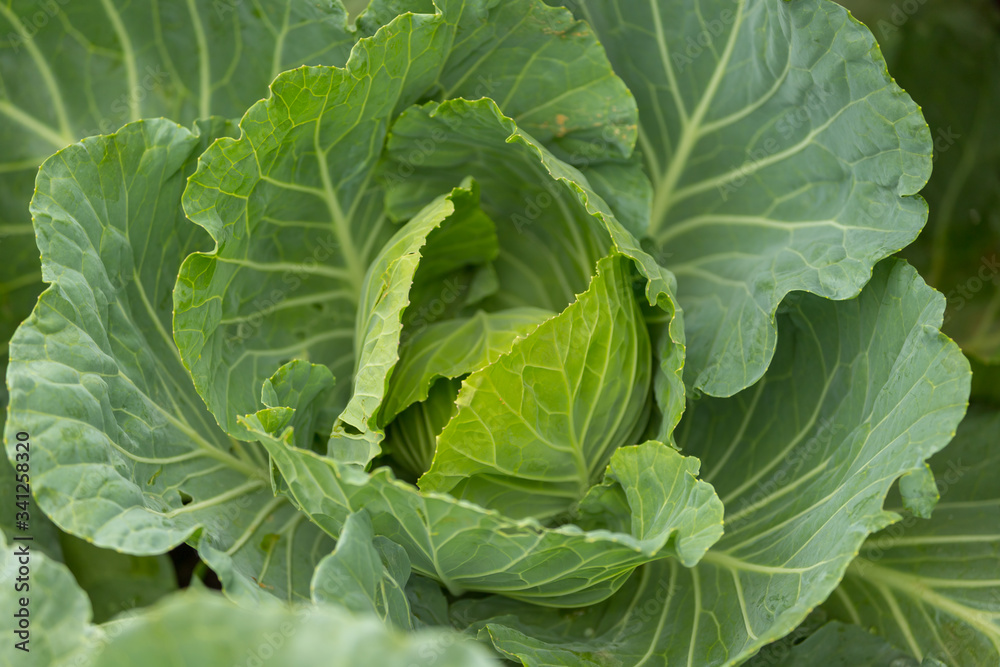 Organic cabbage vegetable food in field garden Organic cabbage vegetable food in field garden