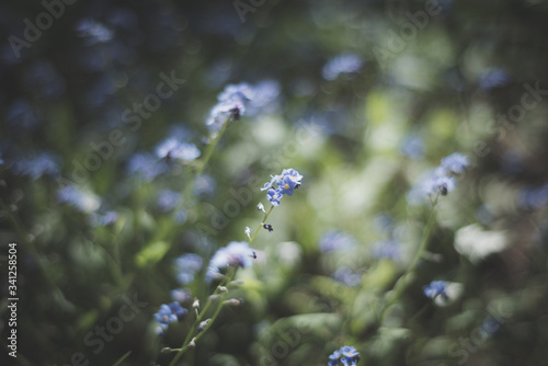 close up of sunlit forget-me-nots shalllow depth of field photo