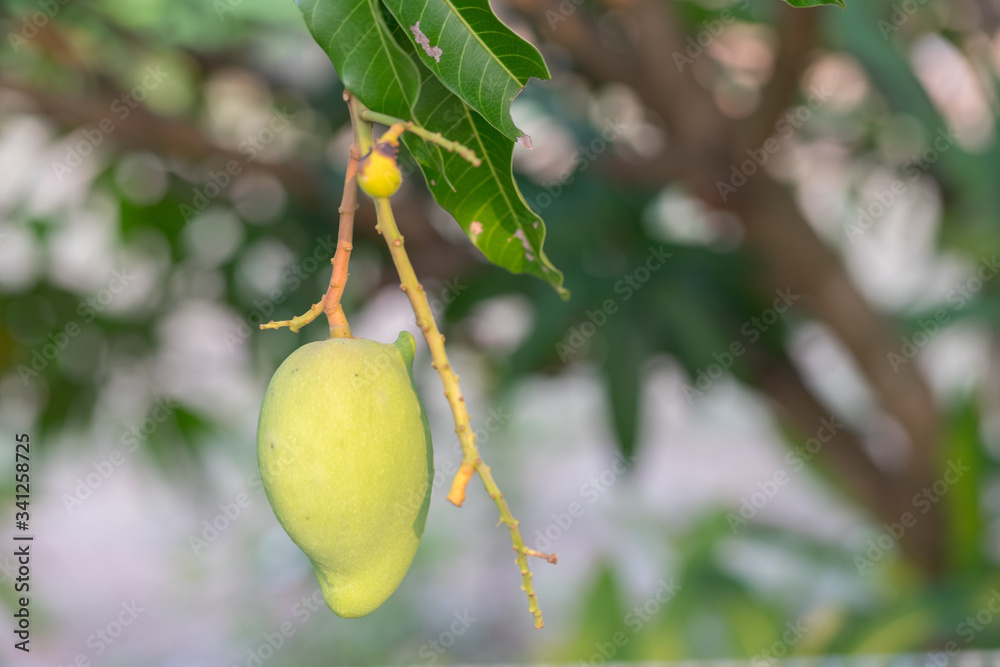 Close up of mango on the tree with blur nature Close up of mango on the tree with blur nature
