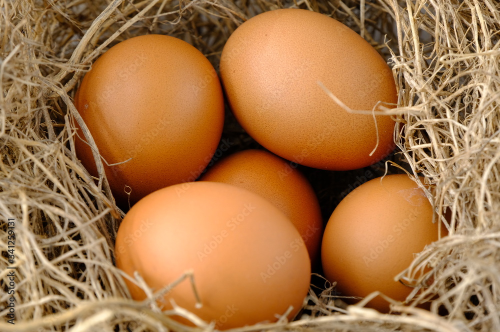 nest with raw chicken eggs on wooden background
nest with raw chicken eggs on wooden background