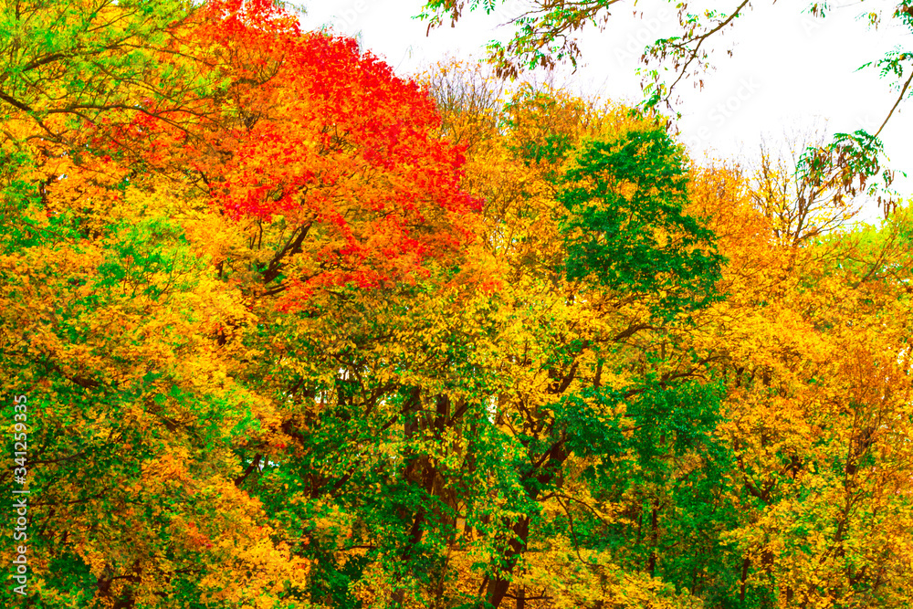 autumn landscape with bright colorful foliage. Indian summer. autumn landscape with bright colorful foliage. Indian summer.