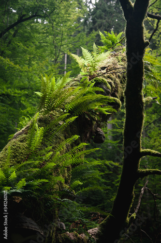 green forest in the morning