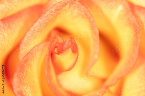 Beautiful yellow rose flower as an abstract background.