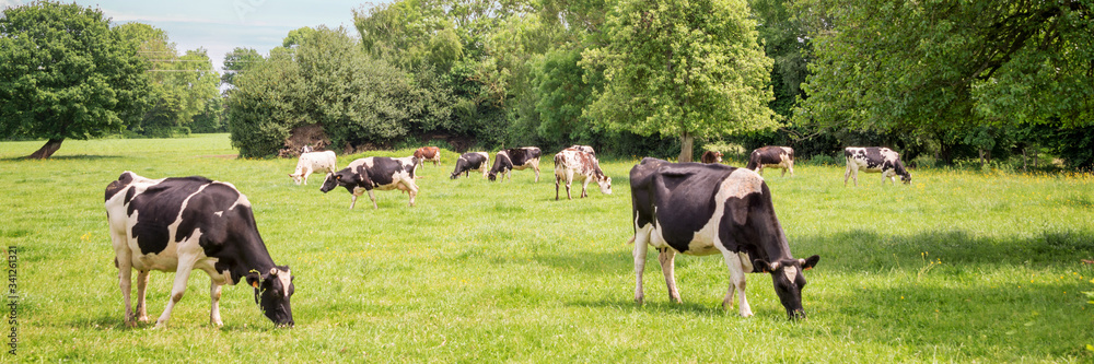 Panorama of black and white cows grazing on grassy green field in Normandy, France. Summer countryside landscape and pasture for cows