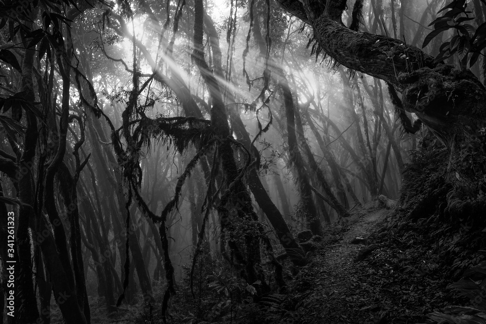 Deep tropical jungle in black and white Stock Photo | Adobe Stock