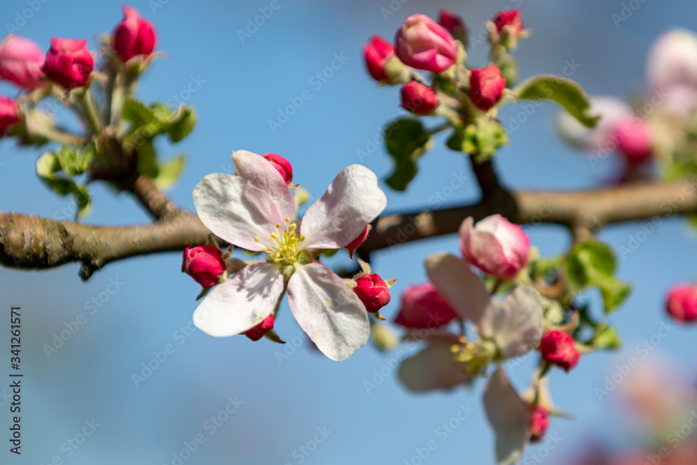 Apfelbaumblüten und Knospen vor blauem Himmel