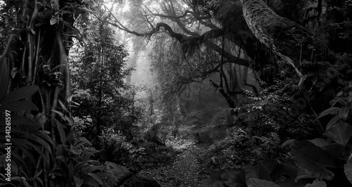 Fototapeta Naklejka Na Ścianę i Meble -  Deep tropical jungle in black and white