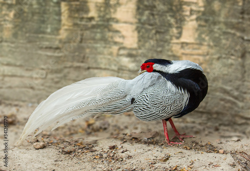 Silver Pheasant  is cleaning, feathers and looking for food.