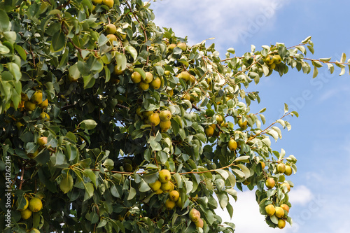 garden pears on a tree
