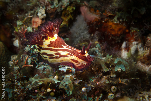 Nudibranch Nembrotha mullineri. Underwater macro photography from Romblon, Philippines
