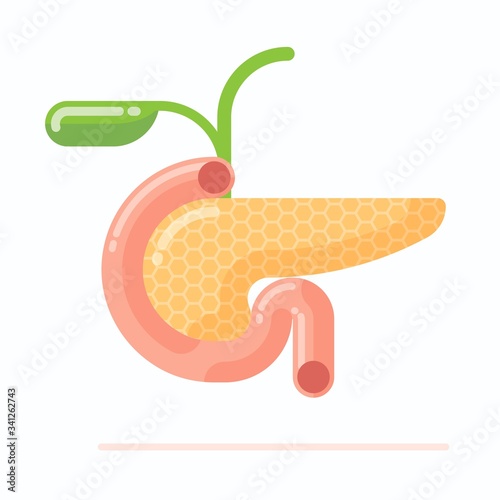 Anatomy of human pancreas with gall bladder, flat design vector illustration, cartoon style 