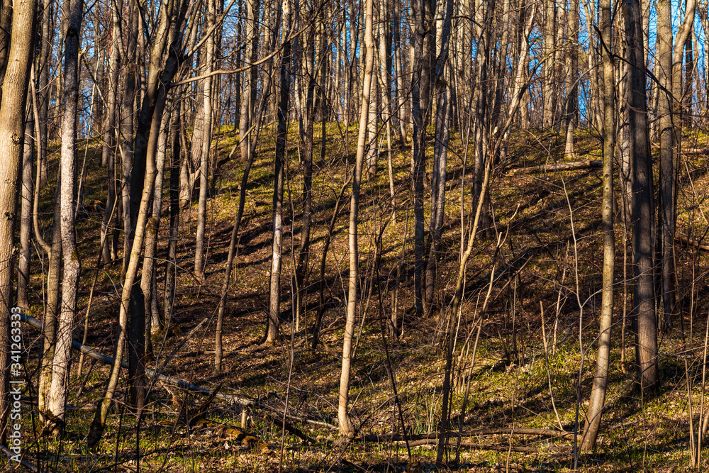 tree trunks and their shadows taken in the April forest in Chuvashia in Russia tree trunks and their shadows taken in the April forest in Chuvashia in Russia