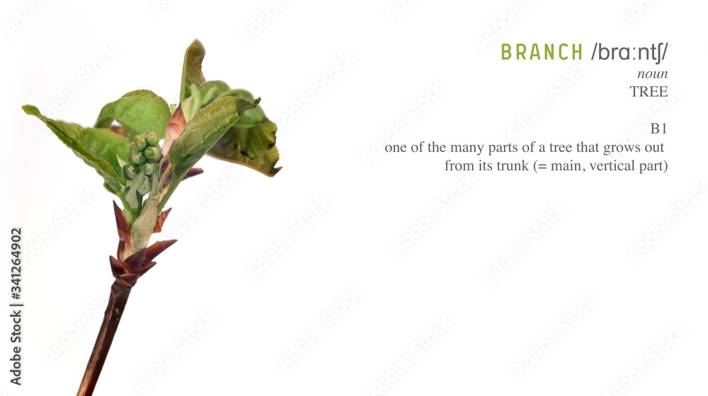 Obraz premium Plant branch with buds and small leaves isolated on white background