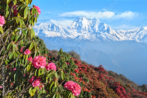 View of beautiful Himalayan mountains in Nepal with flower foreground photo