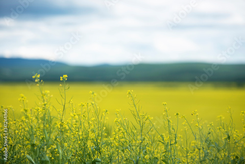 landscape of yellow rape flowers and hills in Hulunbuir photo