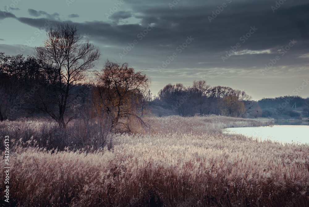 dry trees in deep gray autumn, thunderclouds, landscape dry trees in deep gray autumn, thunderclouds, landscape