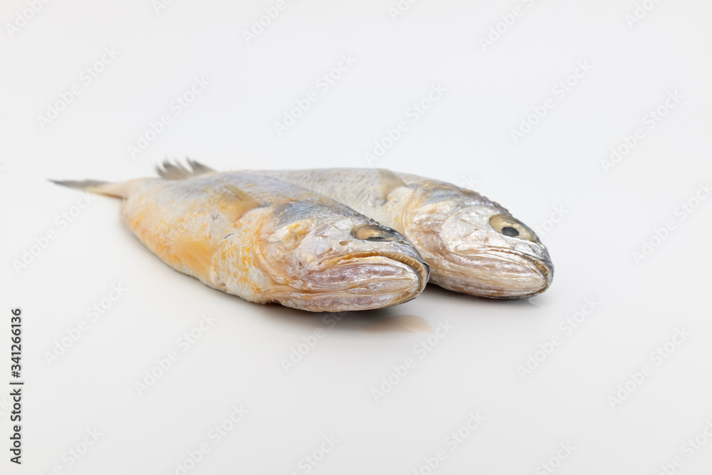 yellow corvina on white background yellow corvina on white background
