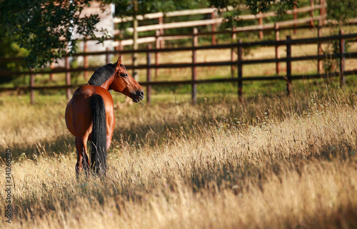 Horse in the pasture photographed from behind with a view to the right.. photo