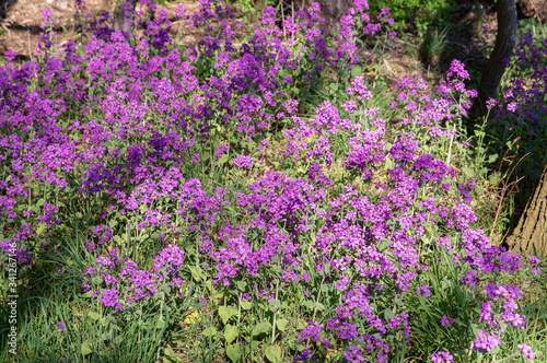 Beautiful blooming damask violet in sunny April © traveller70