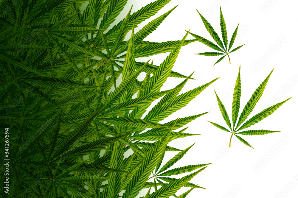 Fototapeta premium Cannabis - Ganja Leaves Background. Hemp Leaf Backdrop.