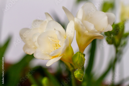 White freesia flowering plants in spring natural light
