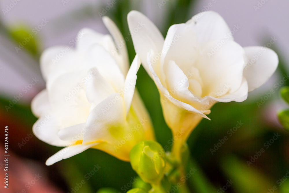 Naklejka premium Freesia flowering plants in spring natural light