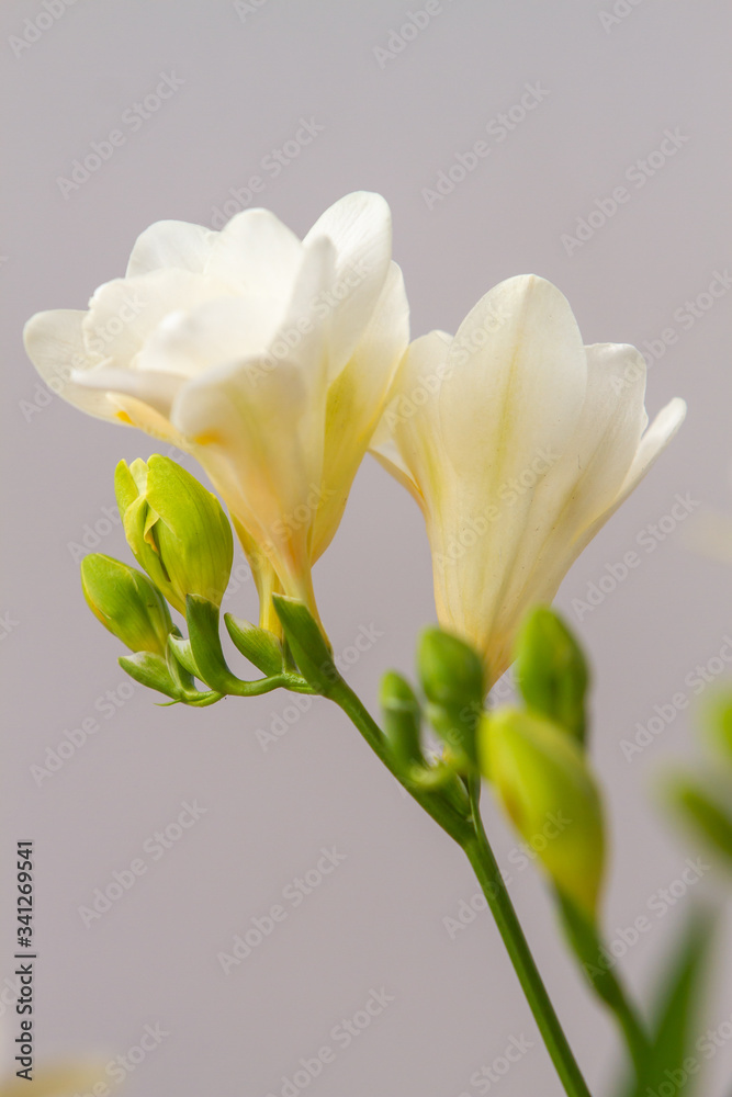 Freesia flowering plants in spring natural light Freesia flowering plants in spring natural light