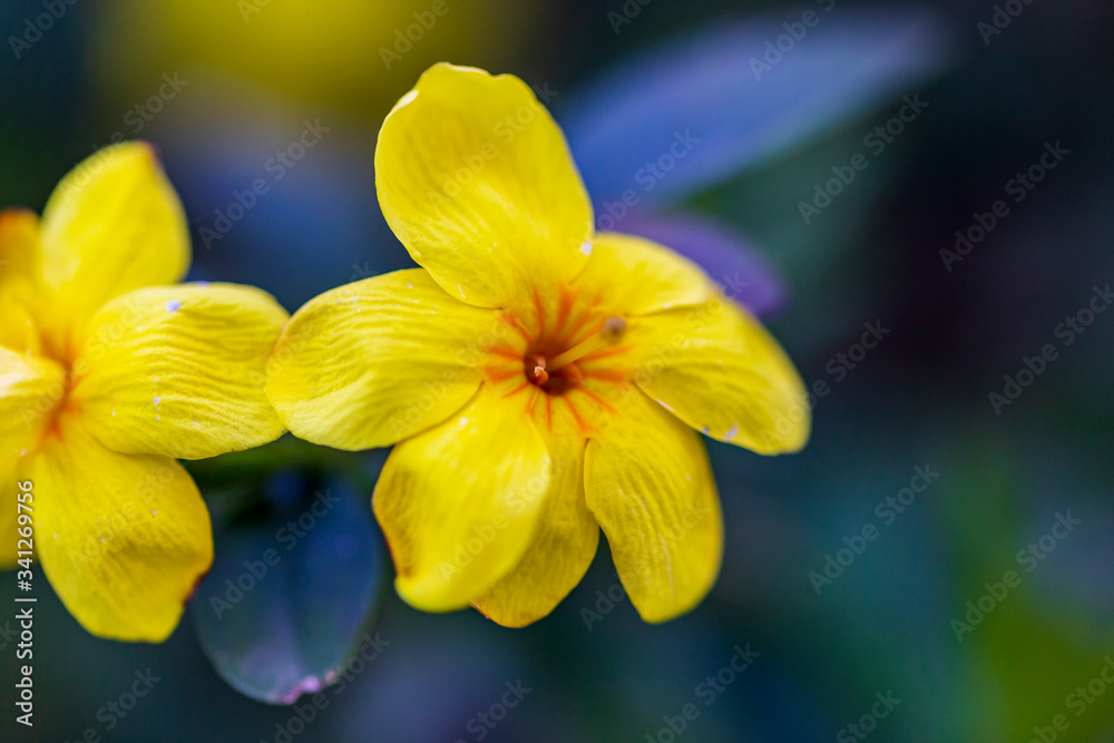 yellow spring flowers against a blurred background. Spring blooming tree yellow spring flowers against a blurred background. Spring blooming tree