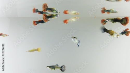 Small guppy swimming on white background. Small fish that are colorful and beautiful.